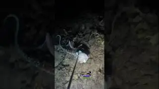 Blue spotted octopus  #nightspearfishing #octopus