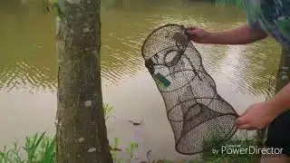 UKCA Trapping the American signal crayfish using salmon oil