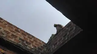 Big monkey and small monkey waiting for food monkey funny moments