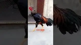 H.A.S FARM MashAllah my breeder rooster #foryou #birds #shamo #trending #finch#tiktok #youtubeshorts