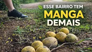 🍃 Manga por Todo Lado! Conheça o Bairro Rural Santa Adélia em Boituva /30 de janeiro de 2026