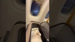 Flying with My Rabbit in India 🇮🇳🐰 #shortsvideo #shorts