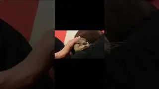 Otter Taro-kun is just chilling and getting pet from his owner😁🥰🦦|Cute Otter #ytshorts #cuteanimal