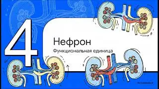 Строение мочевыделительной системы_8 класс_3 четверть_Урок 1