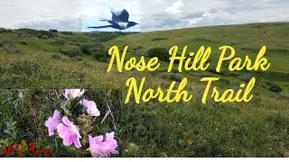 Exploring Calgary Nose Hill Park | Experience Nature in Calgary