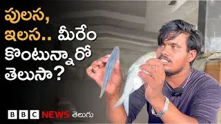 Pulasa: చూడగానే పులస చేపను ఎలా గుర్తుపట్టాలి? గోదారిలో ఈదే ఇలస, పులసగా ఎలా మారుతుంది? | BBC Telugu