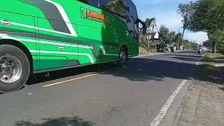Basuri bus Kamila elapidae