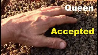 How Bees Beehave When They Accept the New Queen