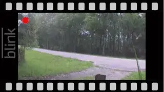 OWL SITTING ON THE FENCE THEN FLYS AWAY | WILDLIFE CAUGHT ON CAM | BLINK CAM SERIES  #owlshorts