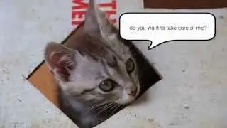 cat says I LOVE YOU and melts your heart