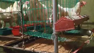 Paitlugin manok chicken layer farming ready for egg picking