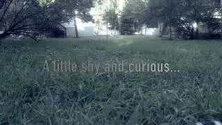 Husky Chases RC Car!