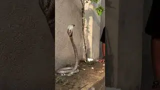 Cobra attack on me #animalsaving #wildliferescue #wildlife #snake #wildlifeowners #helpingwildlife