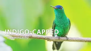 Indigo-capped Hummingbird #colibr&iacute; #beijaflor #picaflor #Colombia
