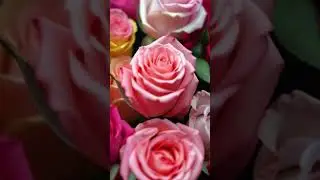 History of srilanka rose 🌹#ytshorts #viralvideo #viralshorts #facts #minidocumentary