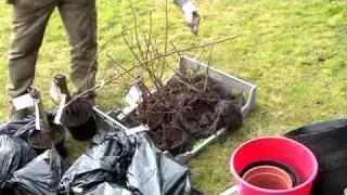 Brewsters Road Fruit Forest Planting