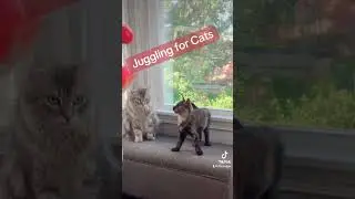 Juggling for cats #Juggling #catsofyoutube