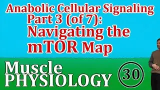Anabolic Cellular Signaling Lecture 3 (of 7): Navigating the mTOR Map