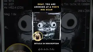 Nope, it&rsquo;s not a cartoon. It&rsquo;s a real MRI of a pug. Yes, those are the eyes #healthchannel #dogs