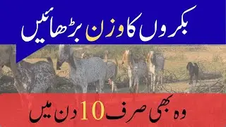 Goat weight gain 10 days challenge 