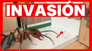 Como eliminar HORMIGAS de casa 🐜 ❌🏡 11 M&eacute;todos y remedios caseros que FUNCIONAN para las hormigas