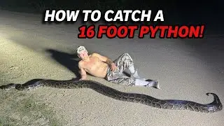 How to catch a 16 FOOT PYTHON BY YOURSELF!