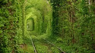 10 Wonderful Trees in The World
