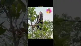 you won't Believe This 😱 #56 | Snake Hunter Bird #youtubeshorts