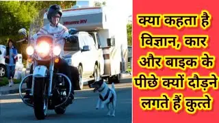 Why dogs run after vehicles? ||keyword research  || viral seo