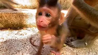 Live: Cutest Moment: Happy Baby Monkey Enjoys a Calm and Curious Family Time 🐒💛