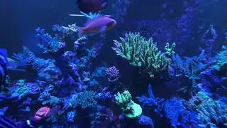 Monday vibes ! Reef tank display!!