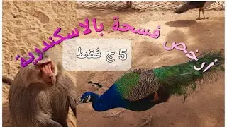 ارخص فسحة فى اسكندرية /حديقة الحيوان بالاسكندرية الاسعار وكل التفاصيل  وارشادات هامه