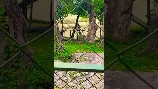 White Bengal Tiger 🐅 | Hyderabad Zoo Wildlife Tour | PIN CODE TRAVELER