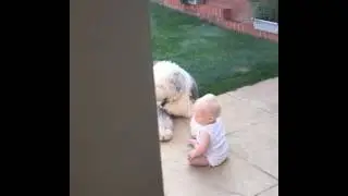 CUTE FETCH MASTERCLASS - Old English Sheepdog, Cockapoo, Baby, Ball