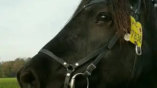 Nala hinnik