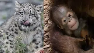 Честерский зоопарк 2025: Год бэби-бума и больших побед! 🐾✨