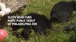 Sloth bear cubs make public debut at Philadelphia Zoo