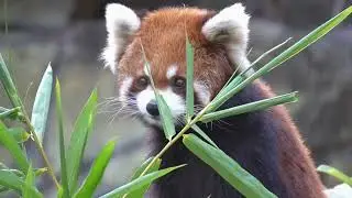 Red Panda Calm Daily Life for Relaxation💕💕 #redpanda #animals #adorableanimals #relaxingvideo