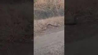 KING COBRA RELEASE.#kingcobra#wildlife#youtubeshorts#snake#vanomas#yoga#viral#fyp#pubg#like#shear .