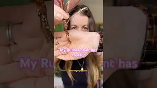 How to Propagate a Rubber Plant in Water! Rooting a Ficus Elastica Ruby