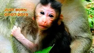 Welcome new baby monkey, Female monkey Carla just give birth, Carbzilla group