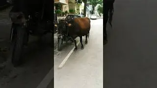 Punyakoti..... 🐄 @D-SuperLife @DGamingChannel113 #subscribe #shorts #short #punyakoti #viral #trending