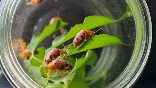 Bug Hunting, Catching ladybug 🐞 Garden Insect Collecting!!!! #022