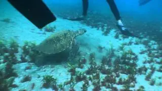 Shappy's Turtle Gate
