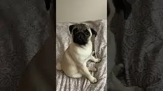 Mops Molly🐶🫶🏻