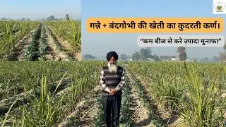 Sugarcane + cabbage cultivation