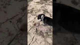 Elle + Smash. Georgia trip 4/4/20 #puppy #puppysmash
