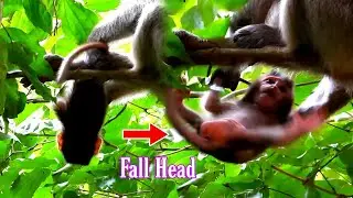 Old Momma Rosy Monkey Try Leave Baby Rolls Royce Learn To Walk On Your Own | Popular Daily