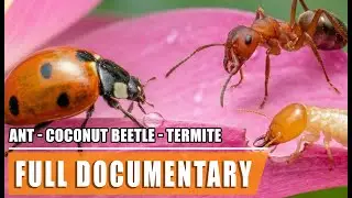 Power: Coconut Beetle, Ant & Termite | Wildlife BBC Documentary | Full Episode