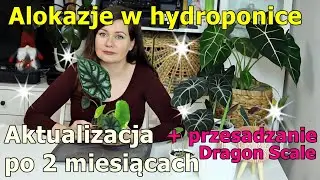Alokazje w hydroponice - Aktualizacja po 2 miesiącach | przesadzam Dragon Scale do hydro